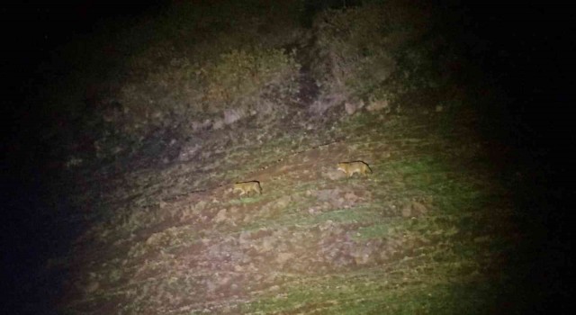 Kaplıca keyfine kurt sürüsü molası