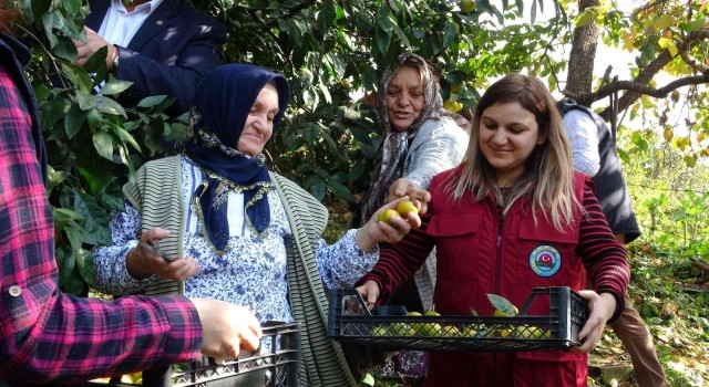 Karadenizde narenciye hasadı başladı