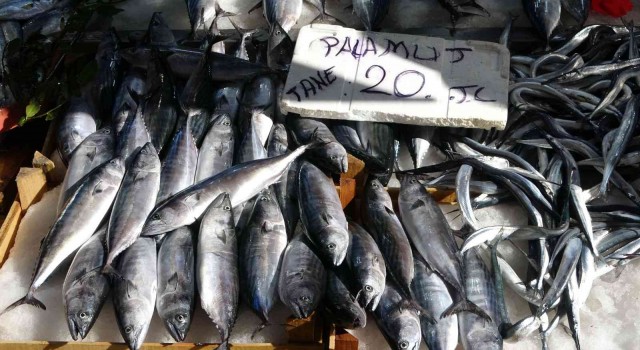 Karadenizde palamut avcılığının 15 gün daha sürmesi bekleniyor
