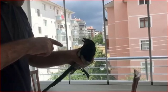 Karganın yer fıstığı çalma anları kameralara yansıdı