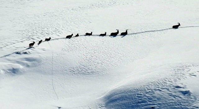 Karlı dağları aşarak göç yoluna koyulan şamua sürüsü görüntülendi