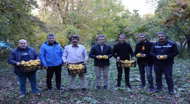 Karnavasın Ayvası vitamin deposu