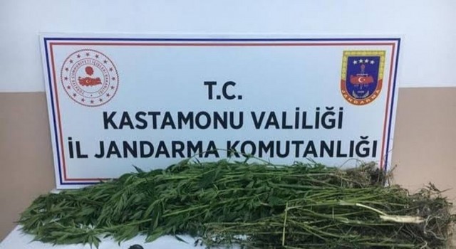 Kastamonuda kenevir yetiştiren şahıslara operasyon: 3 gözaltı