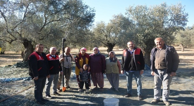 Kaymakam Özderin zeytin hasadına katıldı