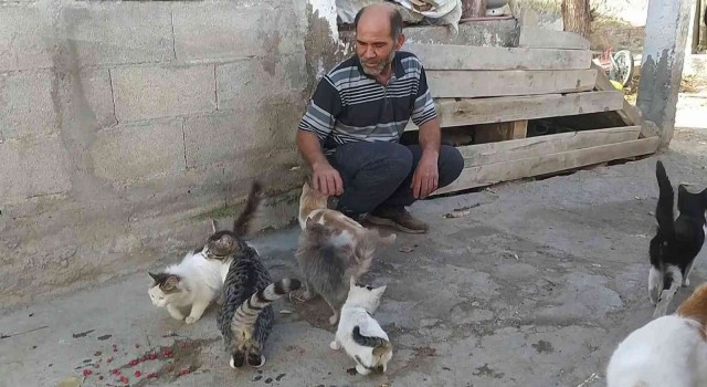 Kediler babası: “Bunlar benim sadık dostlarım”