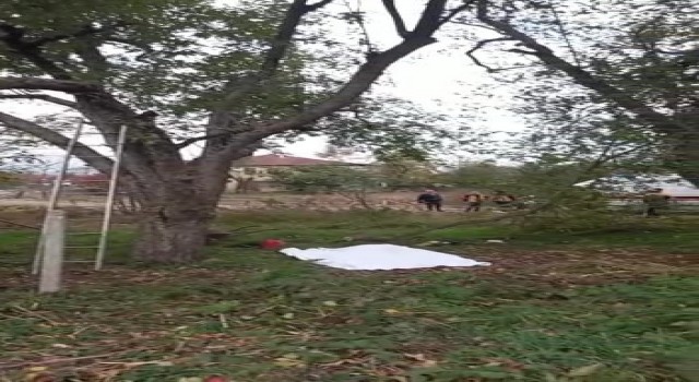 Kestiği ağaç sonu oldu