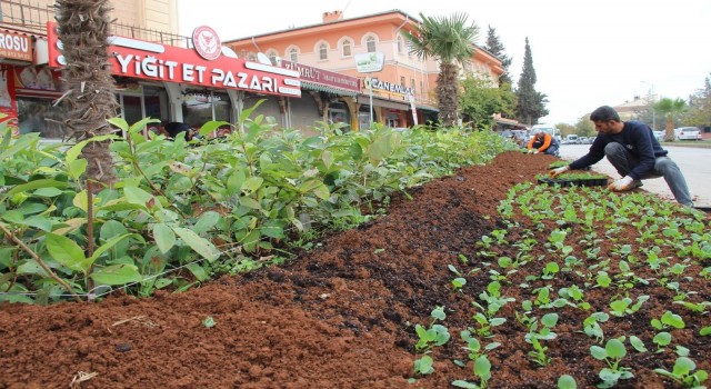 Kiliste Parklara kış bitkileri dikiliyor