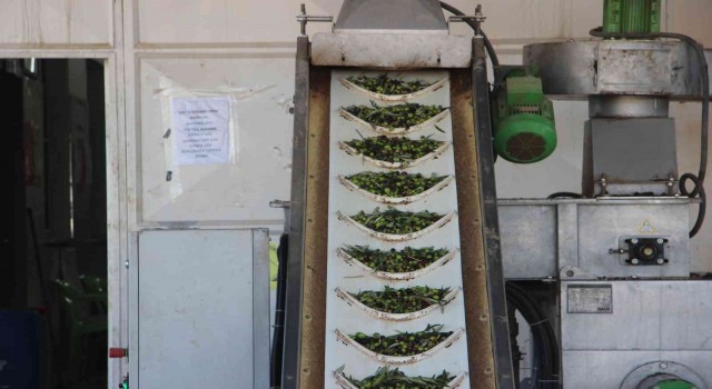 Kiliste zeytinyağı fabrikaları tam kapasite çalışıyor