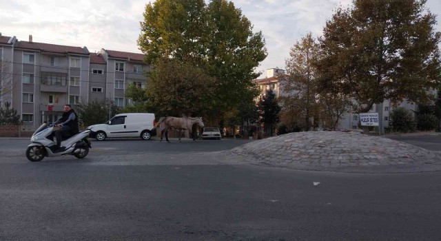 Kırklarelinde başıboş atlar trafiği tehlikeye sokuyor