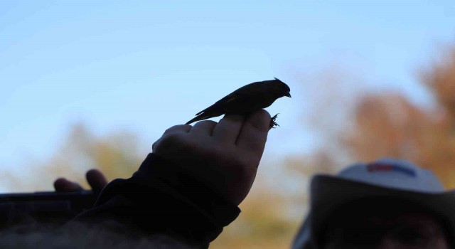 Kızılırmak Deltası Kuş Cennetinde 170 bin kuş halkalandı
