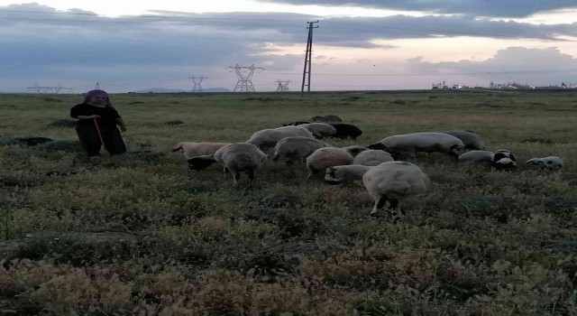 Köpeklerin saldırısına uğrayan 3 koyun telef oldu