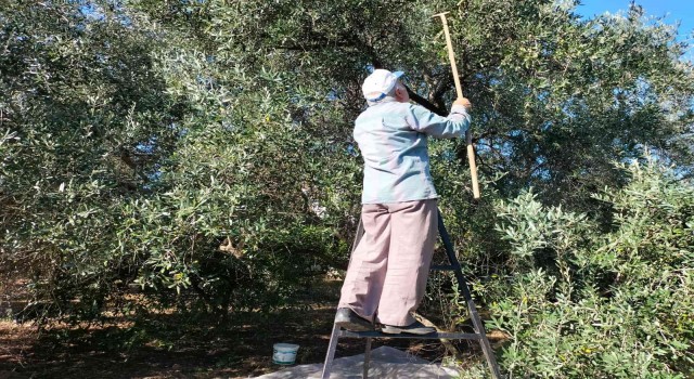 Köyceğizde yağış sonrası zeytin hasadı hızlandı