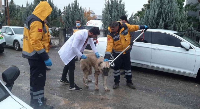 Kuduz aşılaması tamamlandı