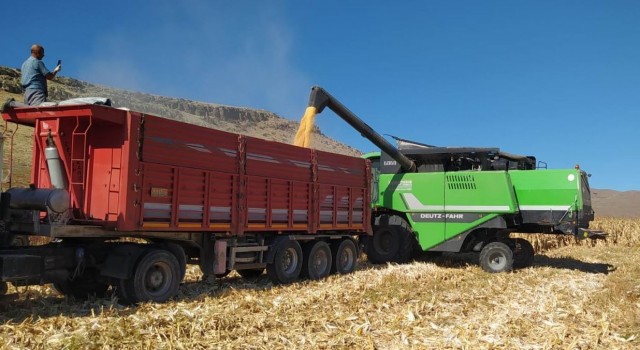 Kuluda dane mısır hasadına başlandı