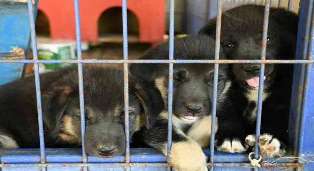 Kuşadası Belediyesi 950 hayvanı ömürlük yuvasına kavuşturdu