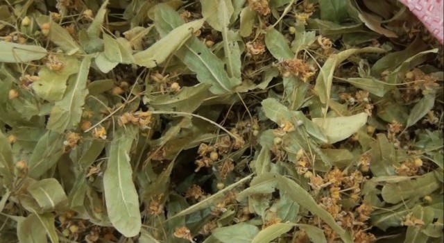 Kütahyada aktarlara ilgi arttı