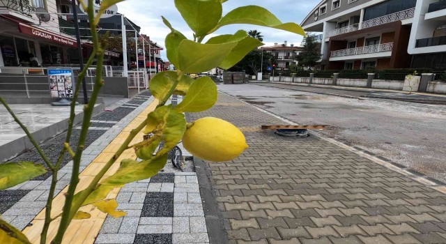 Marmariste sokakları limon ağaçları süsleyecek