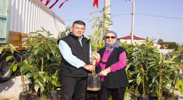 Mersinde avokado fidanı dağıtımının ikinci etabı tamamlandı
