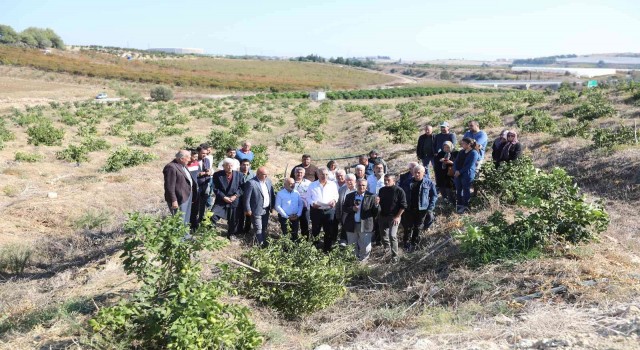 Mersinde limon ağaçlarının kesilmesi tepki çekti