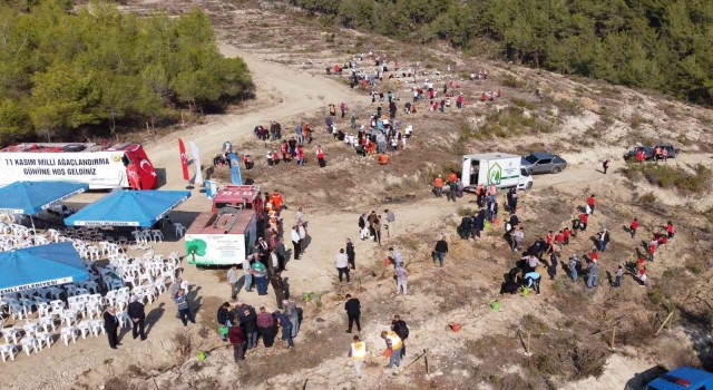 Mersinde sazlı sözlü fidan dikimi