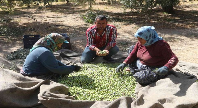 Mersin'de zeytin üreticileri hasat için işçi bulamıyor
