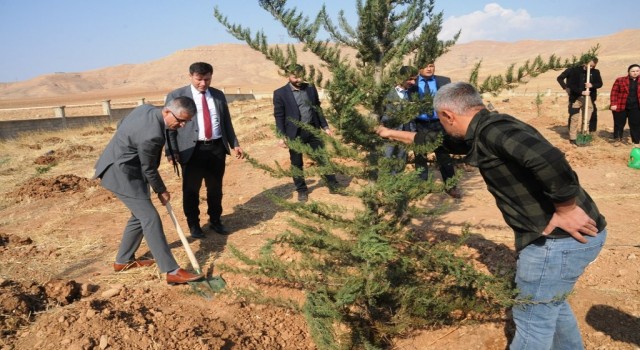 Milli Ağaçlandırma Gününde Cizrede 11 bin fidan toprakla buluştu