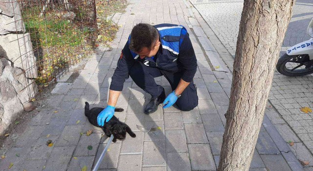 Minik kedinin yardımına zabıta koştu