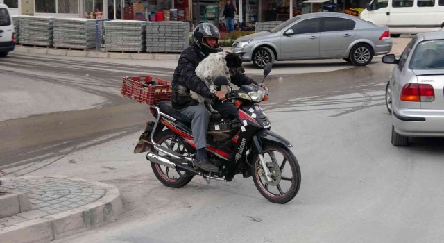 Motosiklet tutkunu köpek yollarda