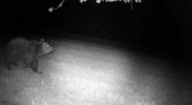 Mudurnunun yaban hayatı fotokapanlara yansıdı