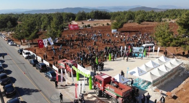 Muğlada 253 bin fidan toprakla buluştu