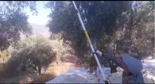Muğlada Zeytin hasadı başladı
