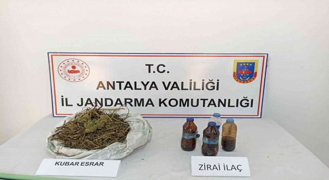 Muz bahçesine esrar operasyonu