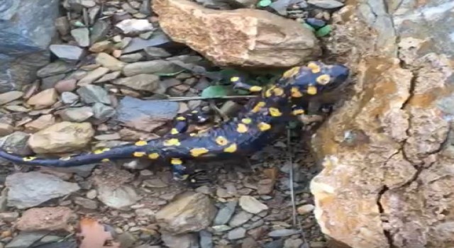 Nesli tehdit altında yine Tuncelide görüldü