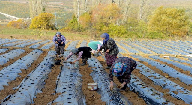 Nilüfer Belediyesinden kadın üreticilere 100 bin çilek fidesi