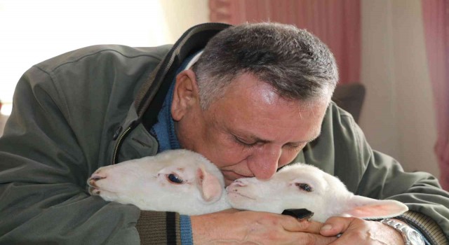 Öksüz kalan kuzulara evlerinde bebek gibi bakıyorlar