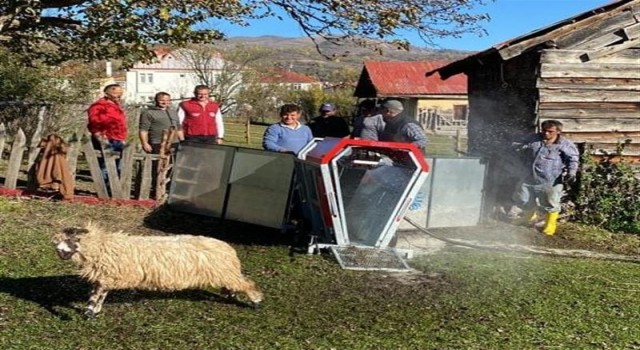 Orduda mobil koyun yıkama banyoları hizmete girdi