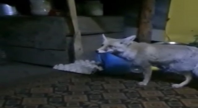 Osmaniyede aç kalan tilki orman işçilerine sığındı