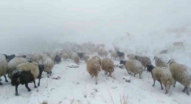 Otlanmaya çıkarılan sürü kar yağışına yakalandı