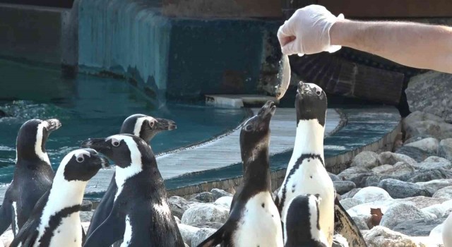 (Özel)  Penguenlerin balık keyfi