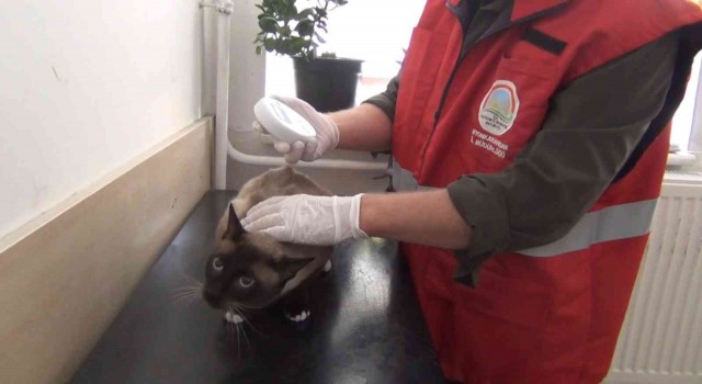 (ÖZEL) Afyonkarahisarda 1000den fazla kedi ve köpek çiplendi