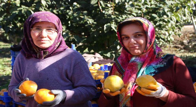 (ÖZEL) Bilecik ülkemizin Cennet Hurması ihtiyacının yüzde 35ini karşılıyor