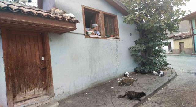 (ÖZEL) Evinin camından onlarca kediyi besliyor