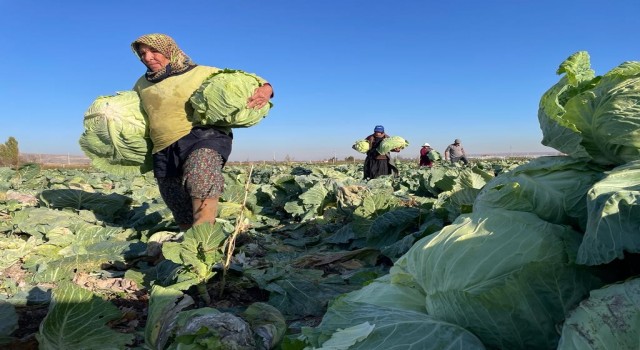 (ÖZEL) Kışlık lahanaların toprak mesaisi sona erdi