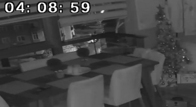 Pendikte depremi papağan böyle hissetti