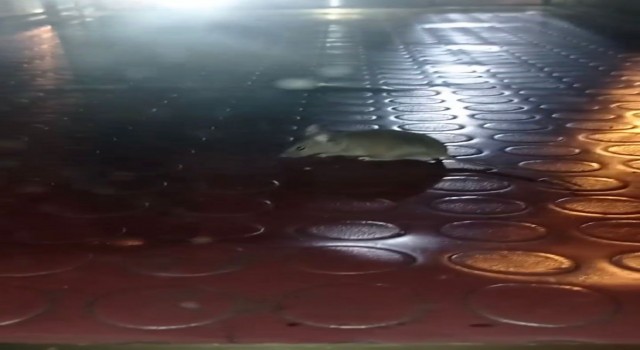 Pendikte mide bulandıran görüntü: Simit tezgahından fare çıktı