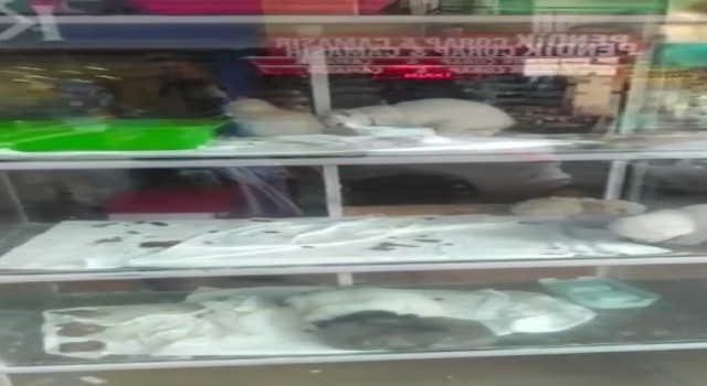 Pendikte petshopta pes dedirten görüntü: Hayvanları pis alanlarda tutuyorlar