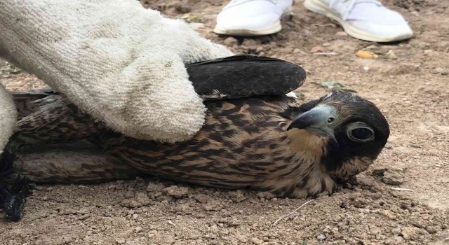 Polislerin arazide ayakları bağlı bulduğu doğan tedaviye alındı