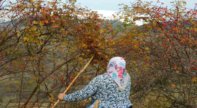 Posofta kuşburnu dallarında kaldı