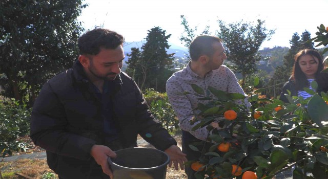 Rizede mandalina hasadı başladı