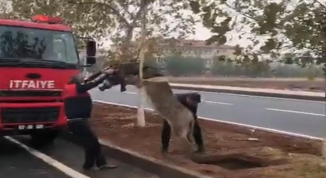 Şanlıurfada çukura düşen eşek kurtarıldı